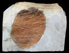 Fossil Leaf (Zizyphoides flabellum) - Montana #52244-1
